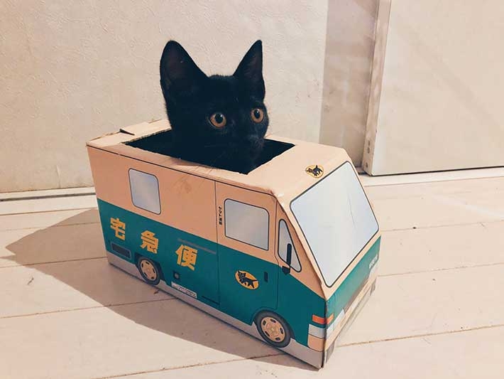 がるちゃん猫カフェ82号店開店しました♪(初めての方も大歓迎♪)