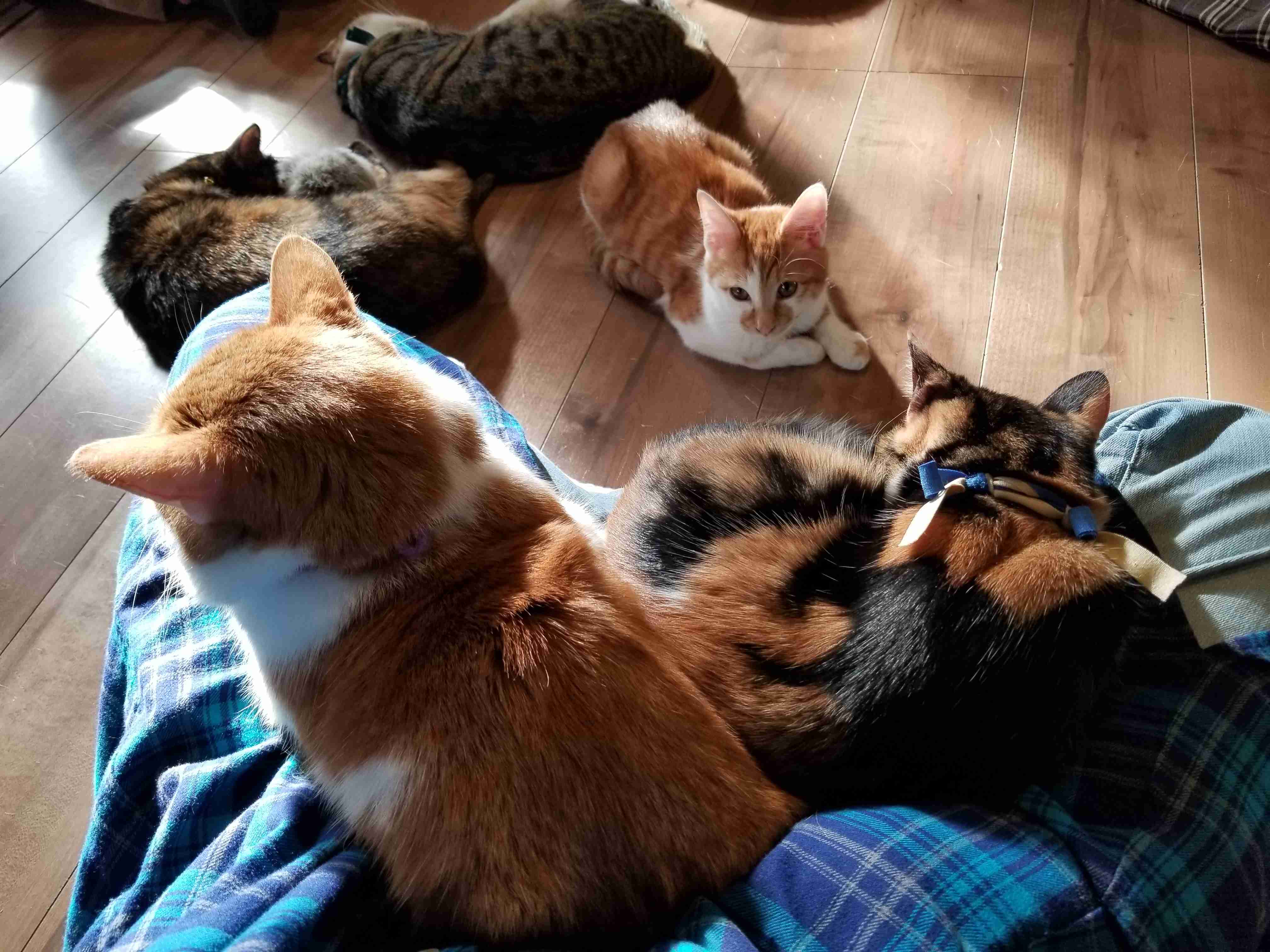 がるちゃん猫カフェ82号店開店しました♪(初めての方も大歓迎♪)