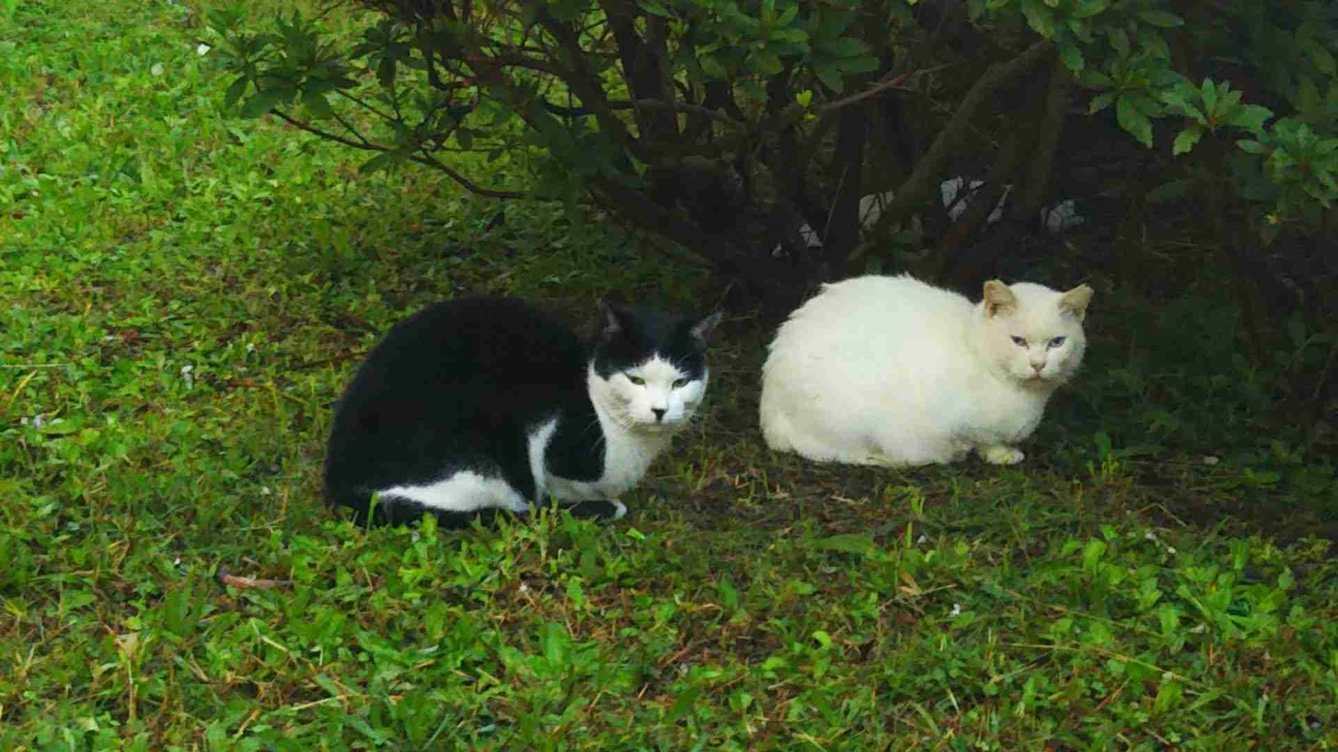 がるちゃん猫カフェ82号店開店しました♪(初めての方も大歓迎♪)