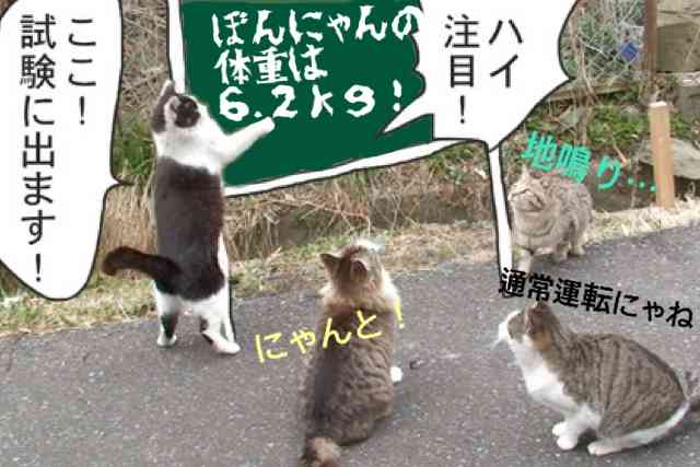 がるちゃん猫カフェ82号店開店しました♪(初めての方も大歓迎♪)