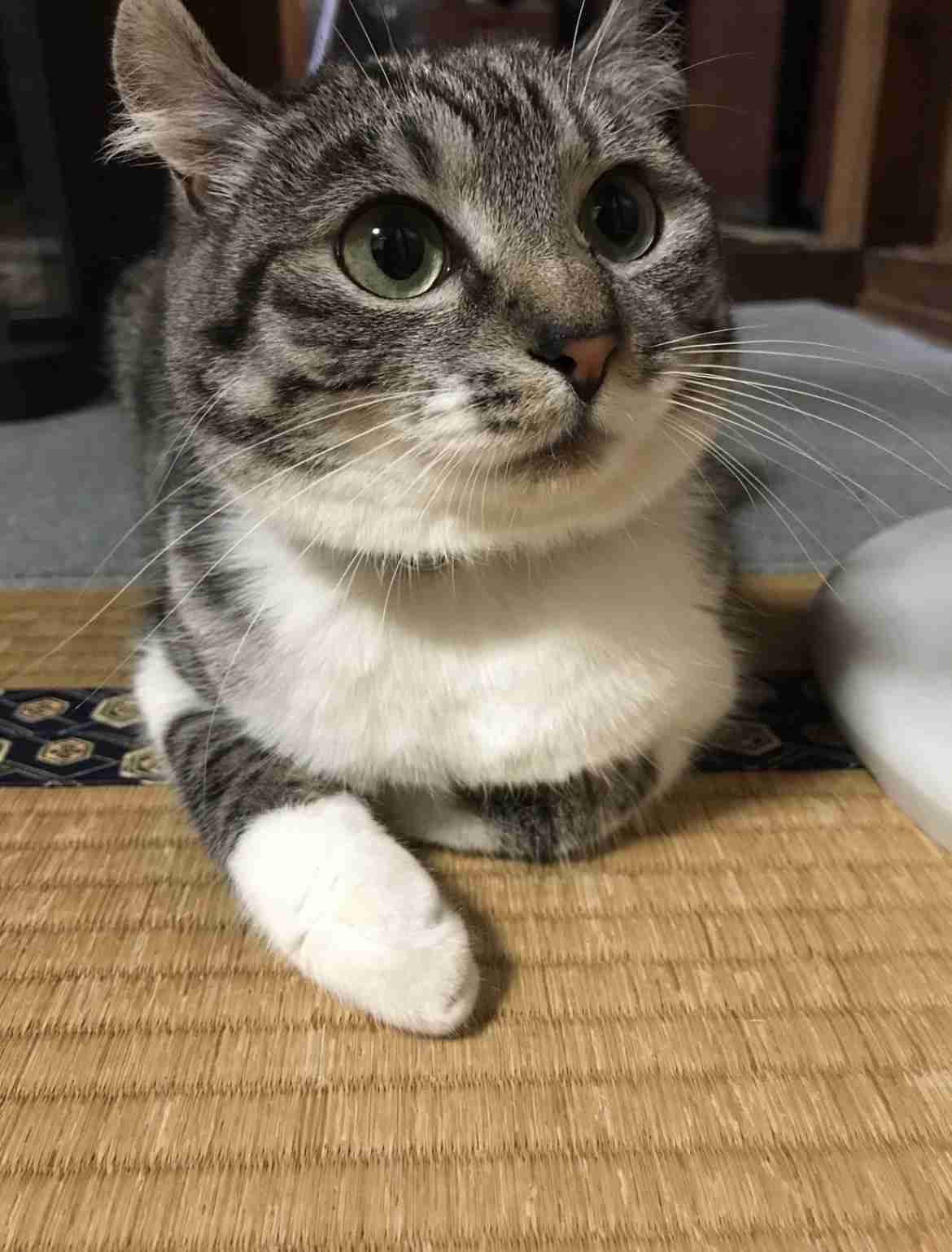 がるちゃん猫カフェ82号店開店しました♪(初めての方も大歓迎♪)