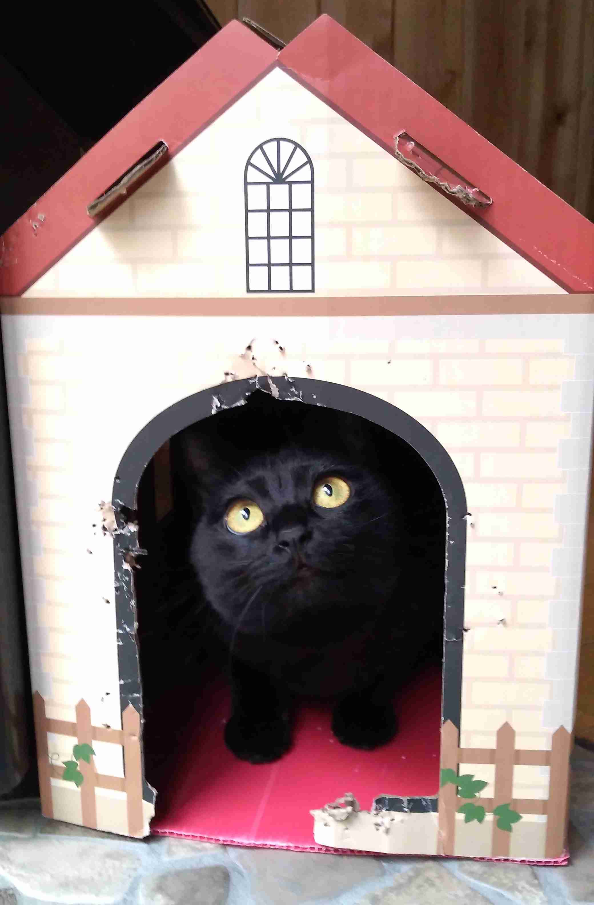 がるちゃん猫カフェ82号店開店しました♪(初めての方も大歓迎♪)