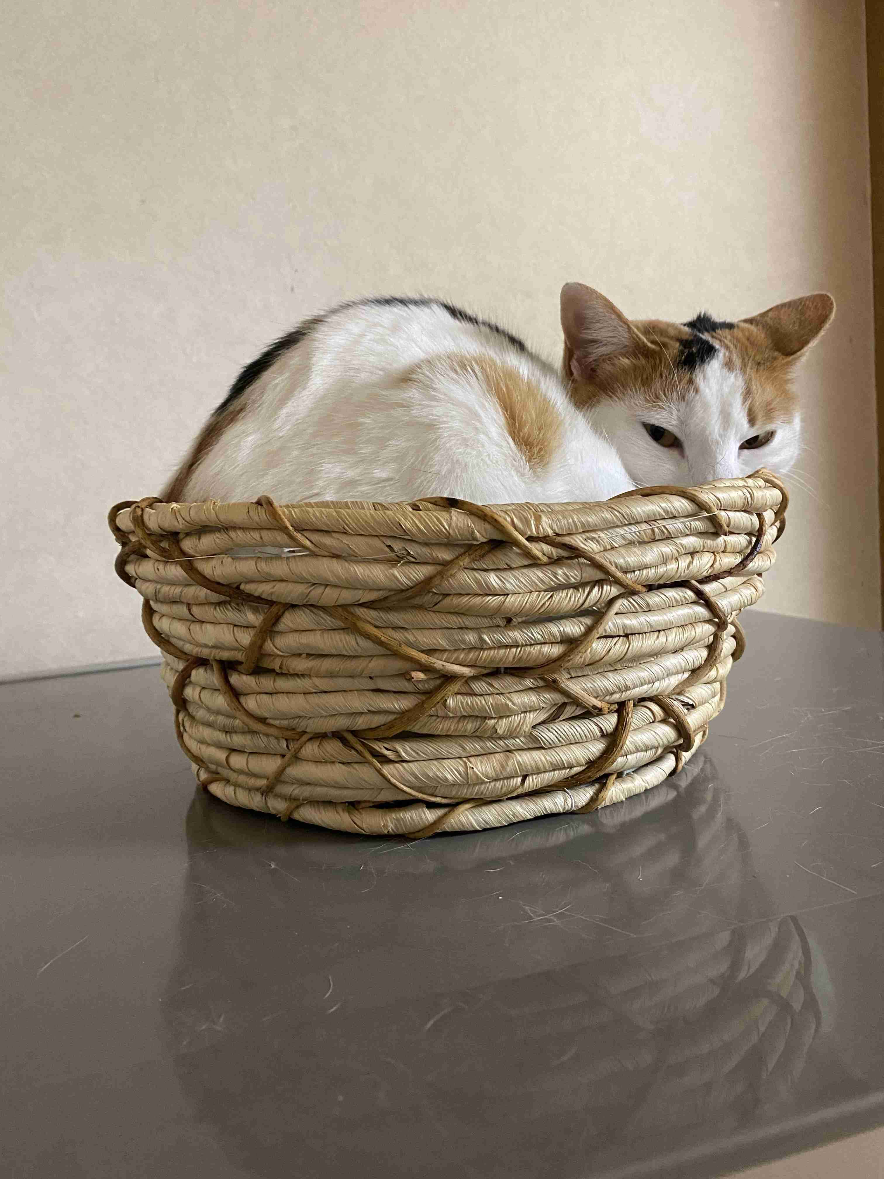がるちゃん猫カフェ82号店開店しました♪(初めての方も大歓迎♪)