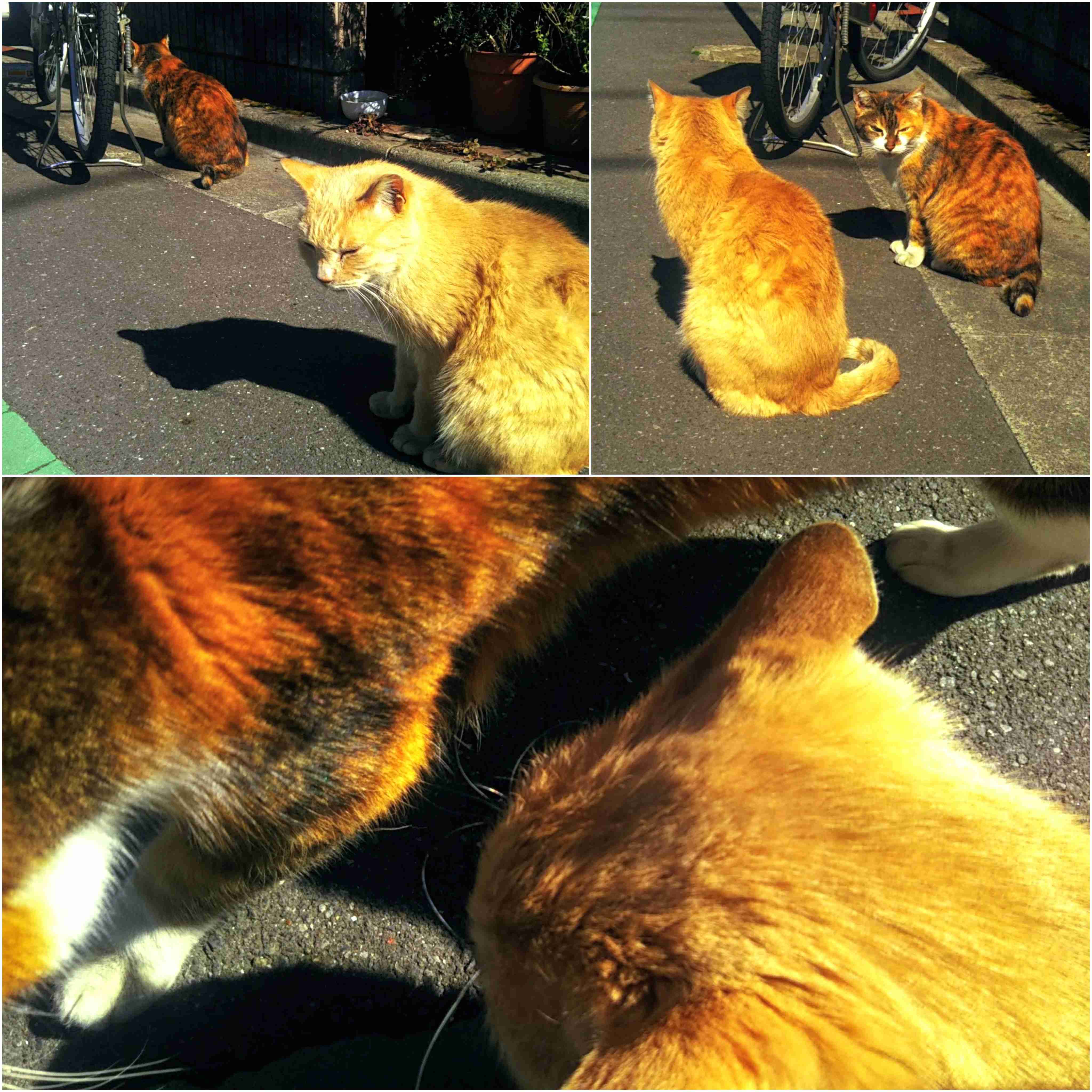 がるちゃん猫カフェ82号店開店しました♪(初めての方も大歓迎♪)