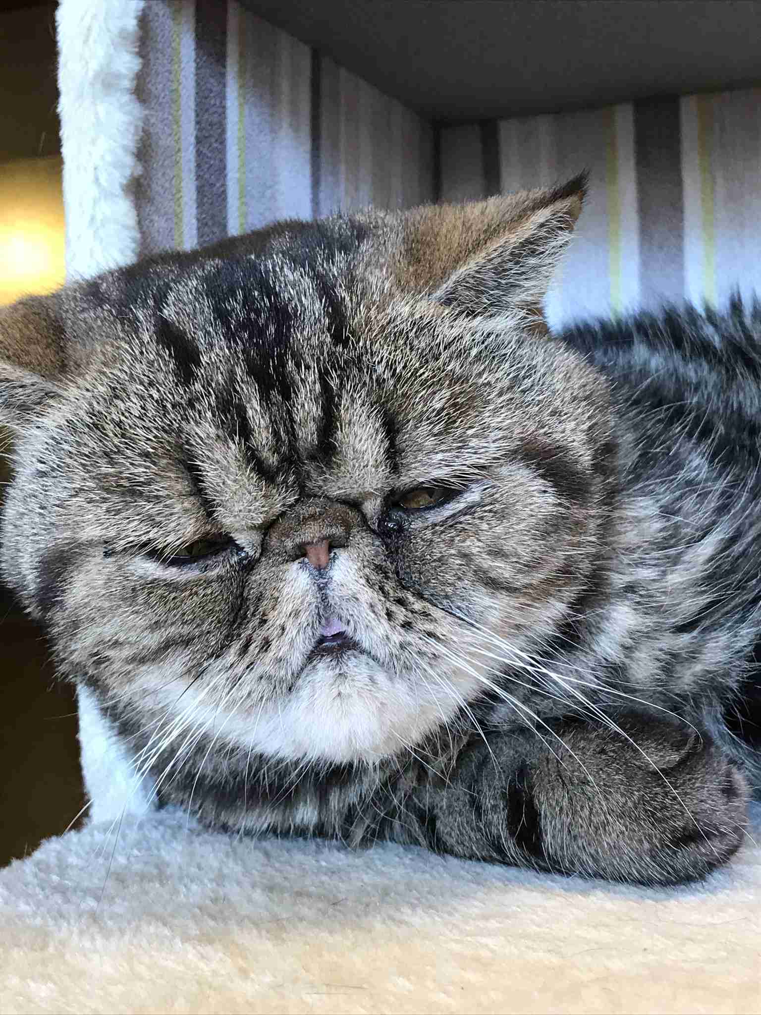 がるちゃん猫カフェ82号店開店しました♪(初めての方も大歓迎♪)