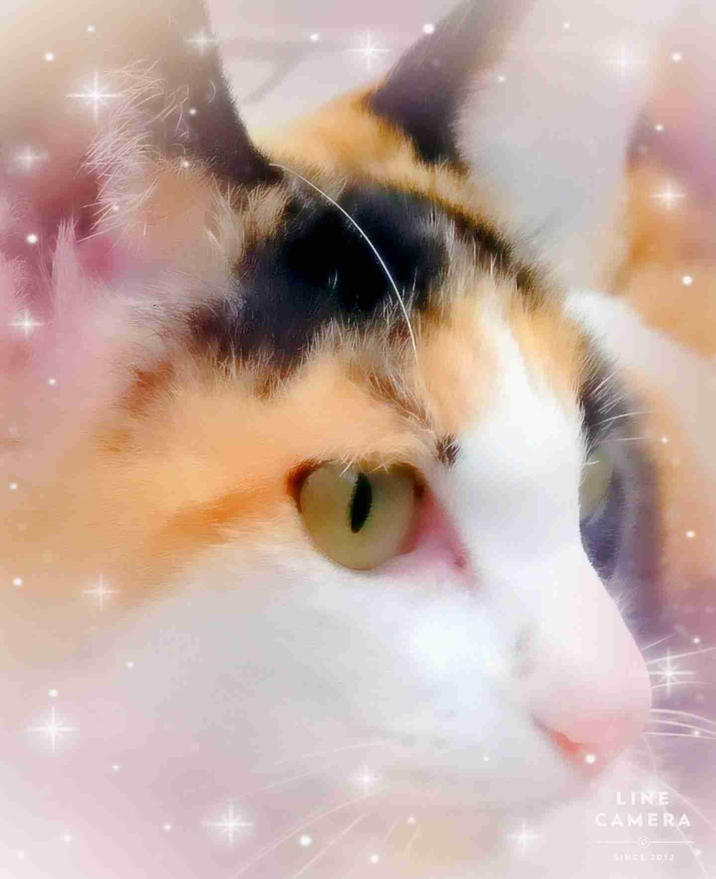 がるちゃん猫カフェ82号店開店しました♪(初めての方も大歓迎♪)