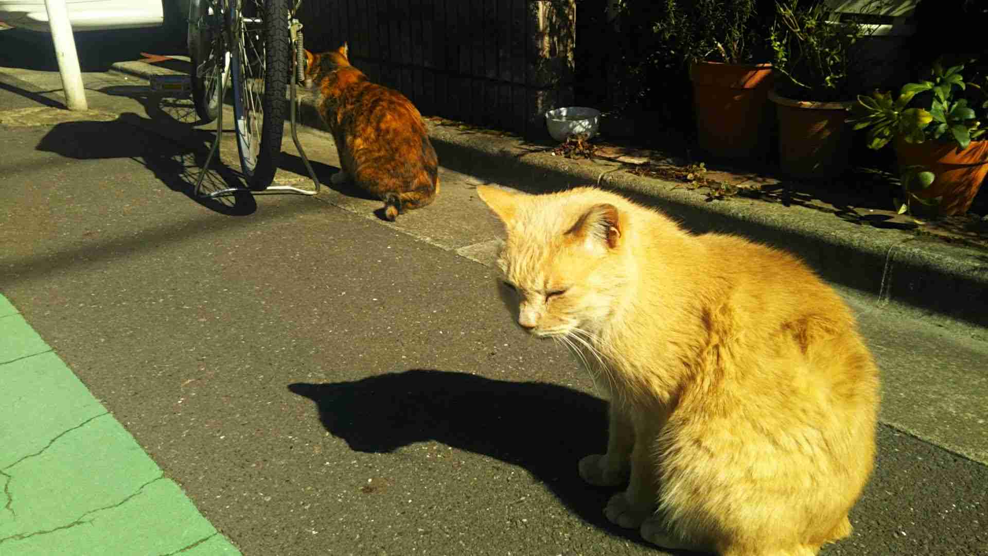 がるちゃん猫カフェ82号店開店しました♪(初めての方も大歓迎♪)