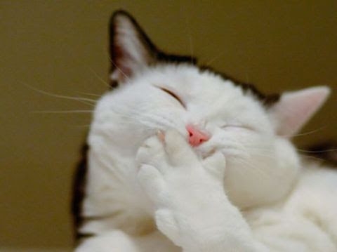 がるちゃん猫カフェ82号店開店しました♪(初めての方も大歓迎♪)