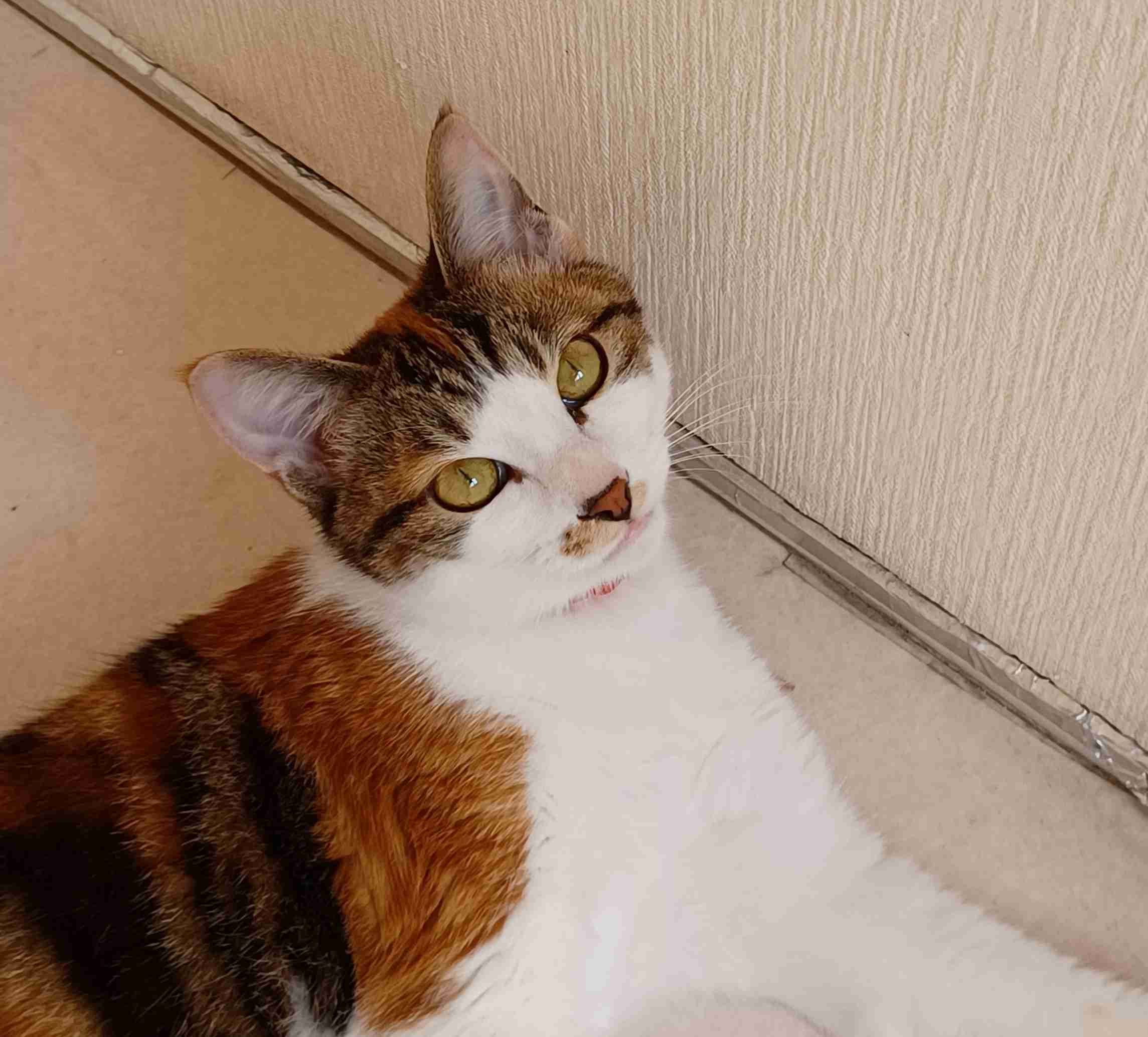 がるちゃん猫カフェ82号店開店しました♪(初めての方も大歓迎♪)