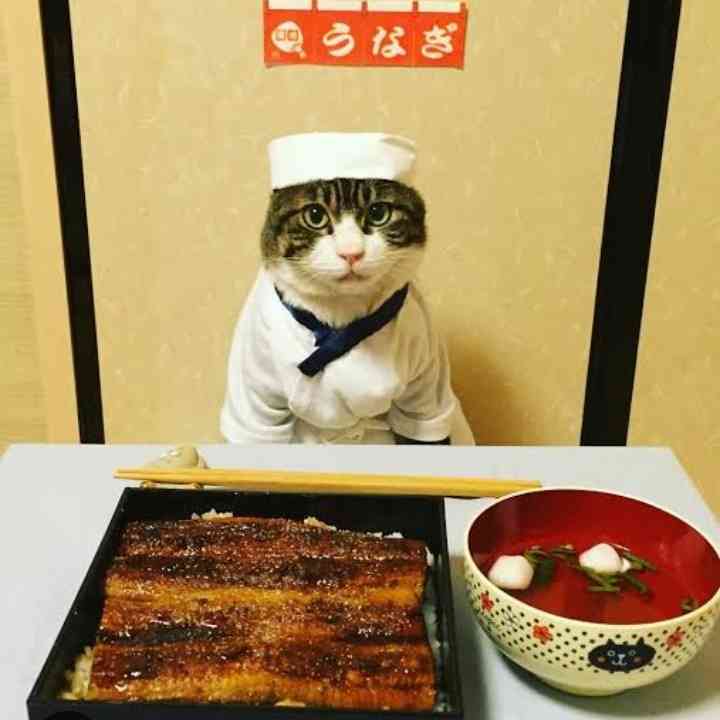 がるちゃん猫カフェ82号店開店しました♪(初めての方も大歓迎♪)