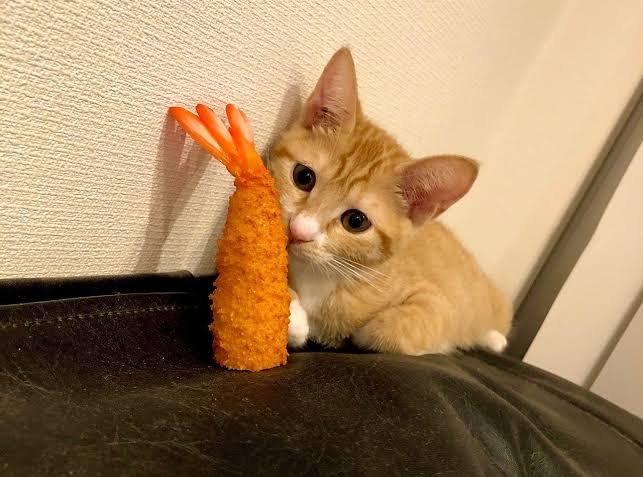がるちゃん猫カフェ82号店開店しました♪(初めての方も大歓迎♪)