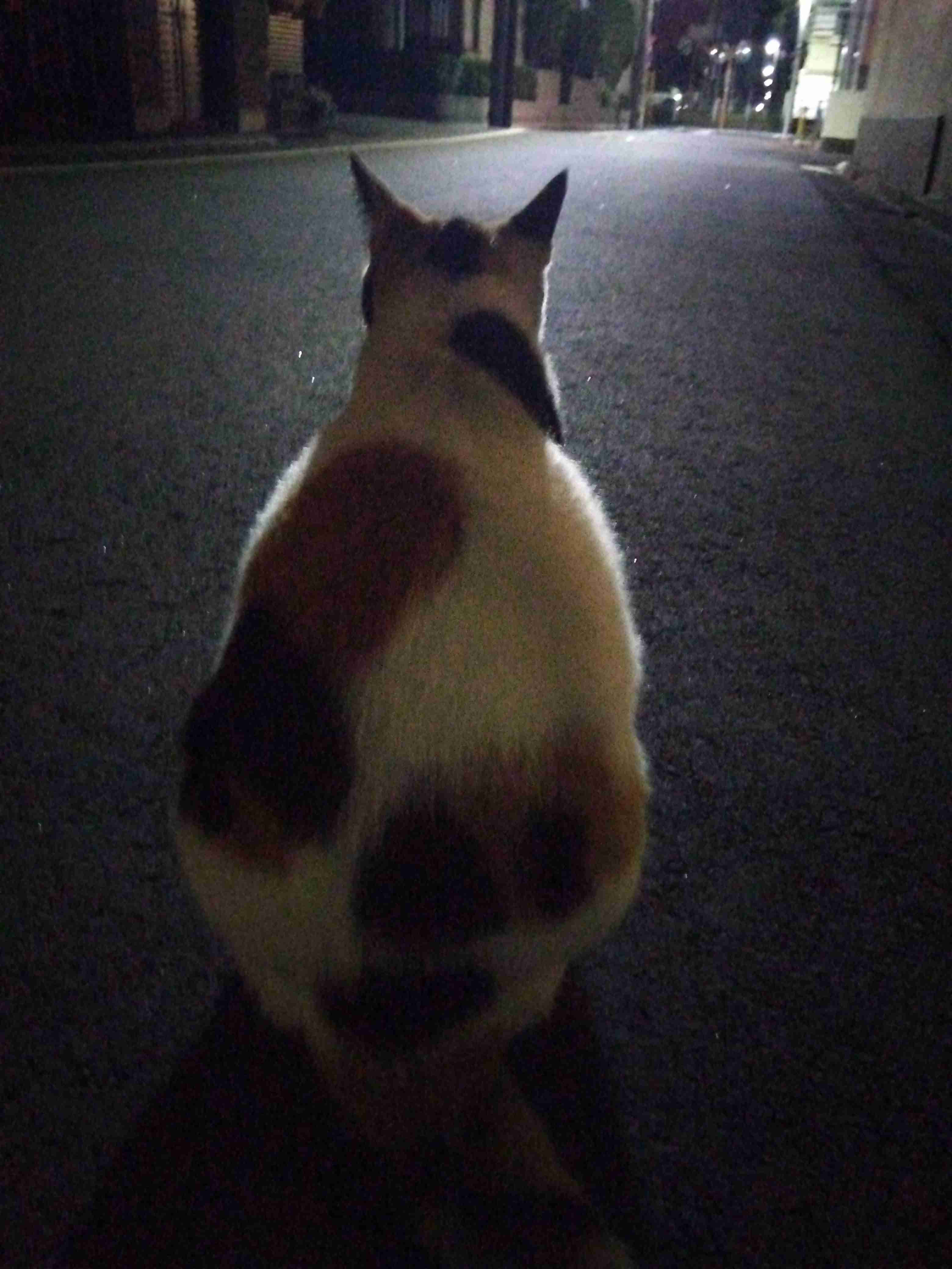 がるちゃん猫カフェ82号店開店しました♪(初めての方も大歓迎♪)
