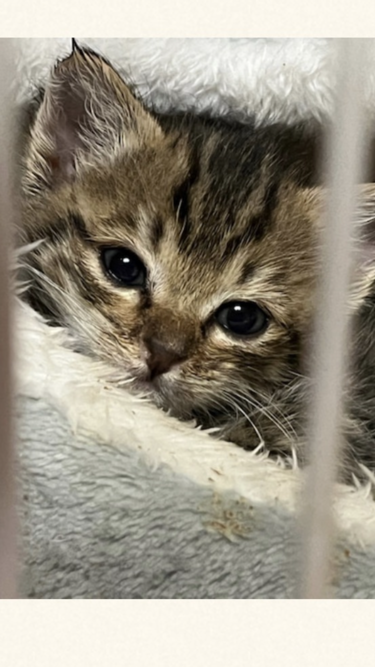 がるちゃん猫カフェ82号店開店しました♪(初めての方も大歓迎♪)