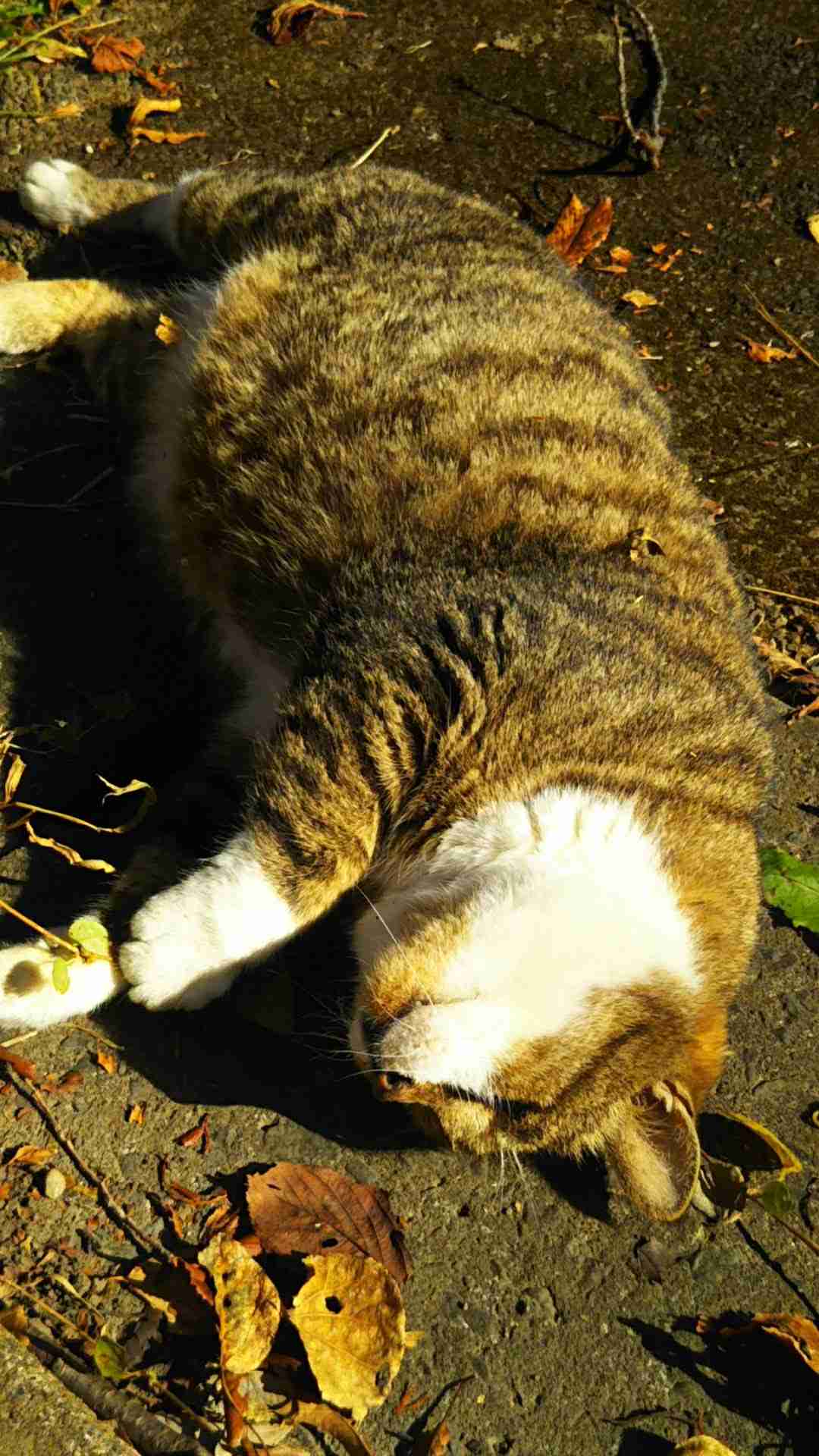 がるちゃん猫カフェ82号店開店しました♪(初めての方も大歓迎♪)