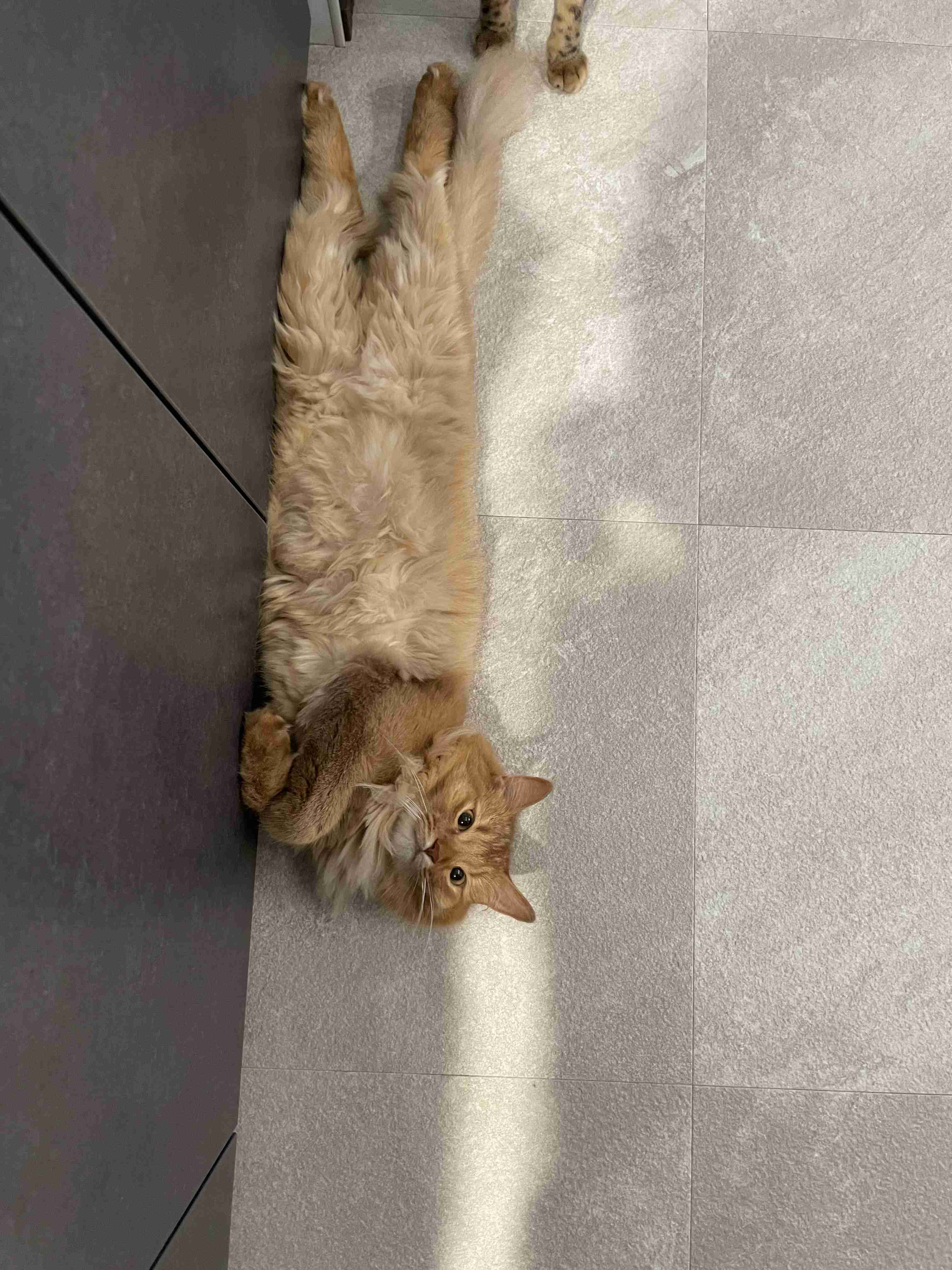 がるちゃん猫カフェ82号店開店しました♪(初めての方も大歓迎♪)