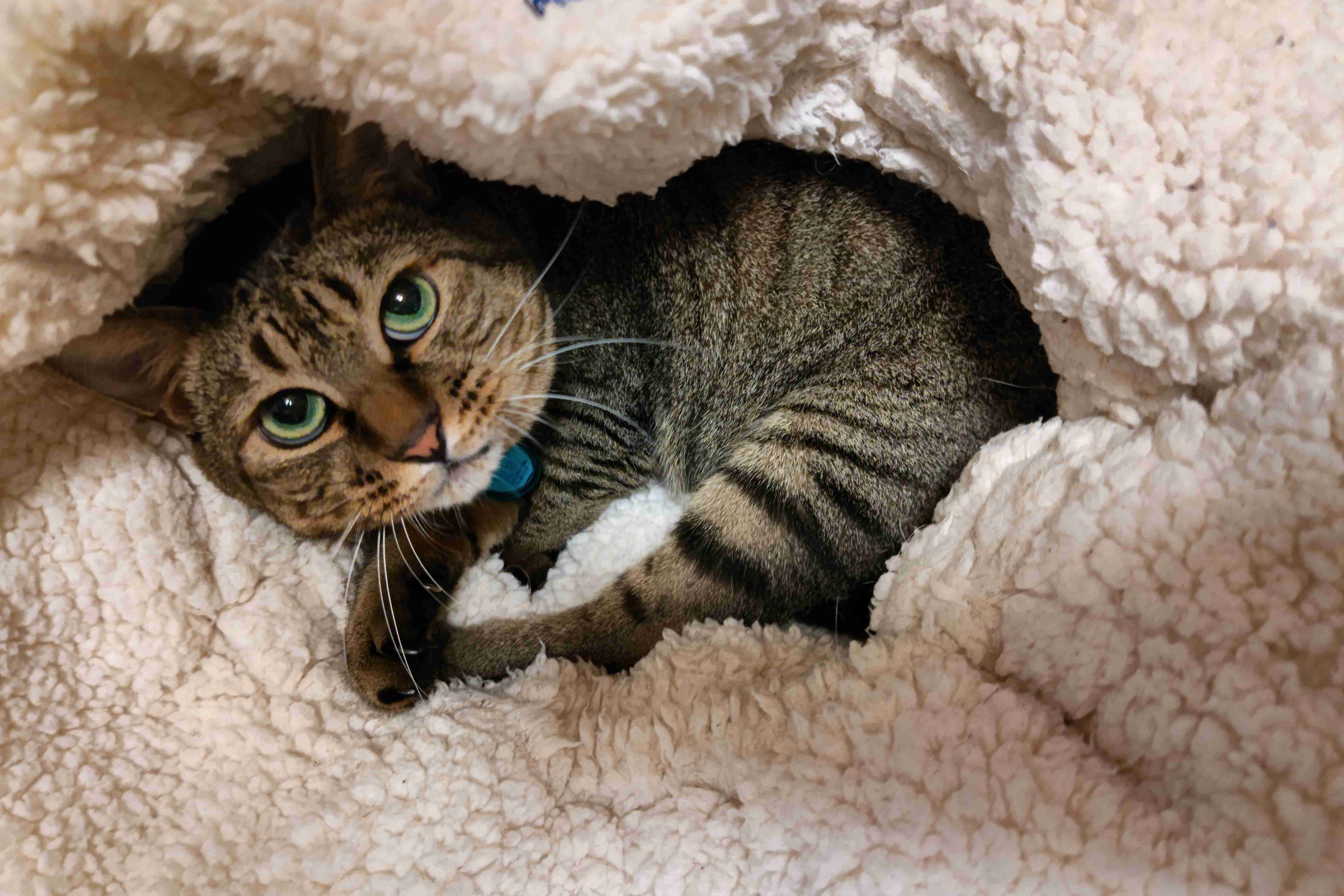 がるちゃん猫カフェ82号店開店しました♪(初めての方も大歓迎♪)