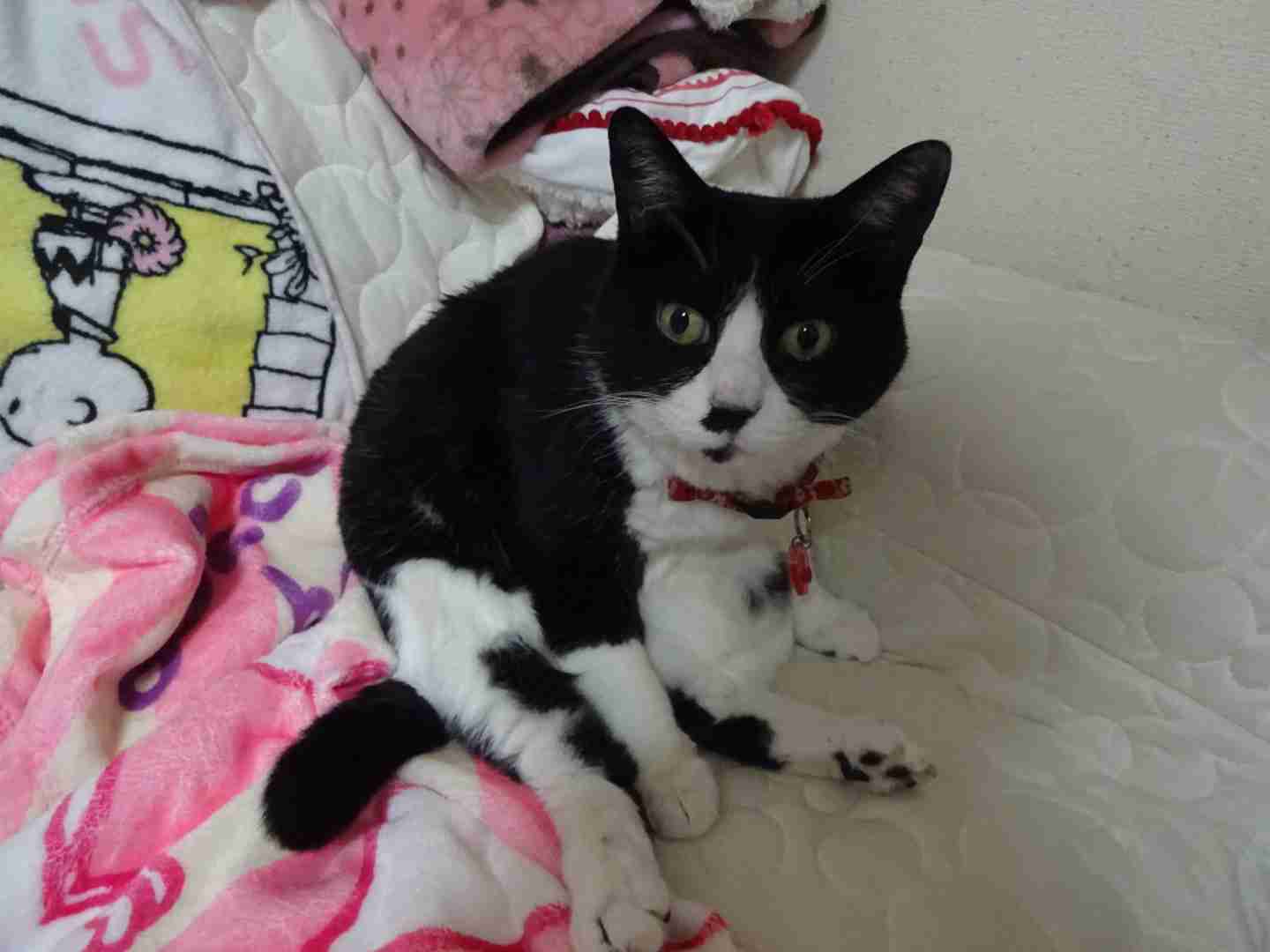 がるちゃん猫カフェ82号店開店しました♪(初めての方も大歓迎♪)