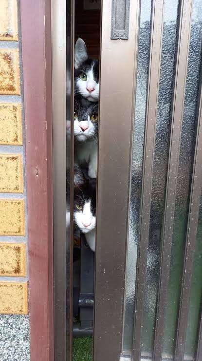がるちゃん猫カフェ82号店開店しました♪(初めての方も大歓迎♪)