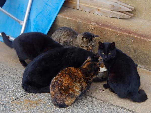 がるちゃん猫カフェ82号店開店しました♪(初めての方も大歓迎♪)