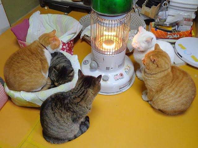 がるちゃん猫カフェ82号店開店しました♪(初めての方も大歓迎♪)