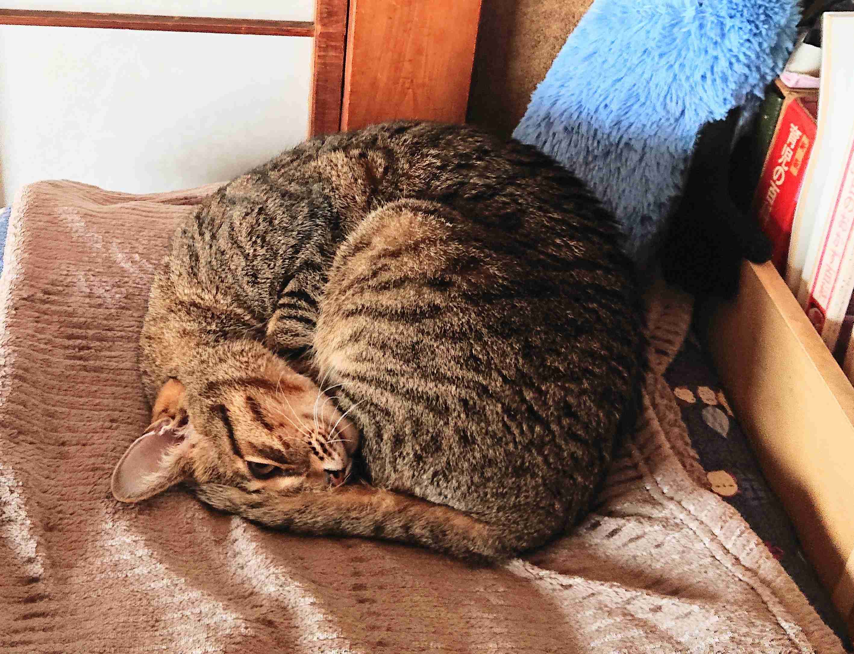 がるちゃん猫カフェ82号店開店しました♪(初めての方も大歓迎♪)