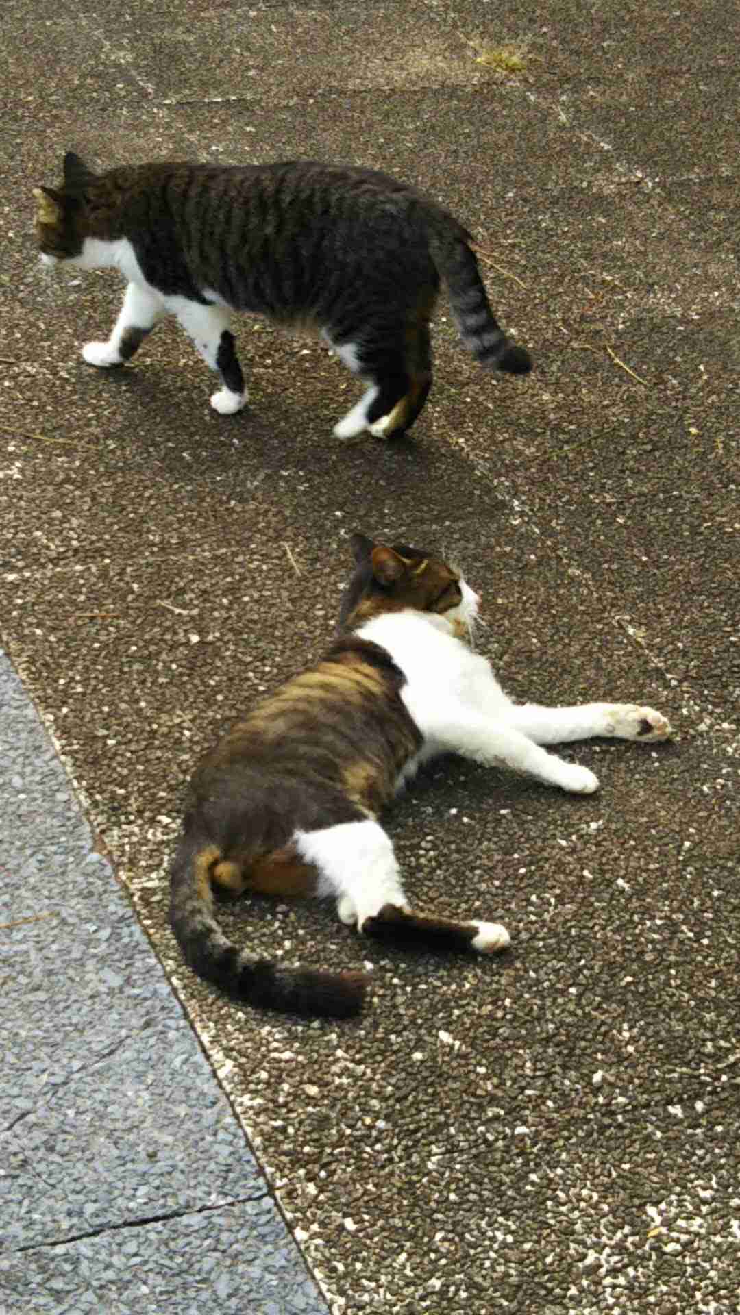 がるちゃん猫カフェ82号店開店しました♪(初めての方も大歓迎♪)