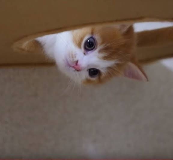 がるちゃん猫カフェ82号店開店しました♪(初めての方も大歓迎♪)