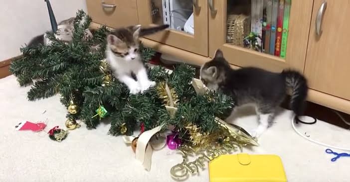 がるちゃん猫カフェ82号店開店しました♪(初めての方も大歓迎♪)
