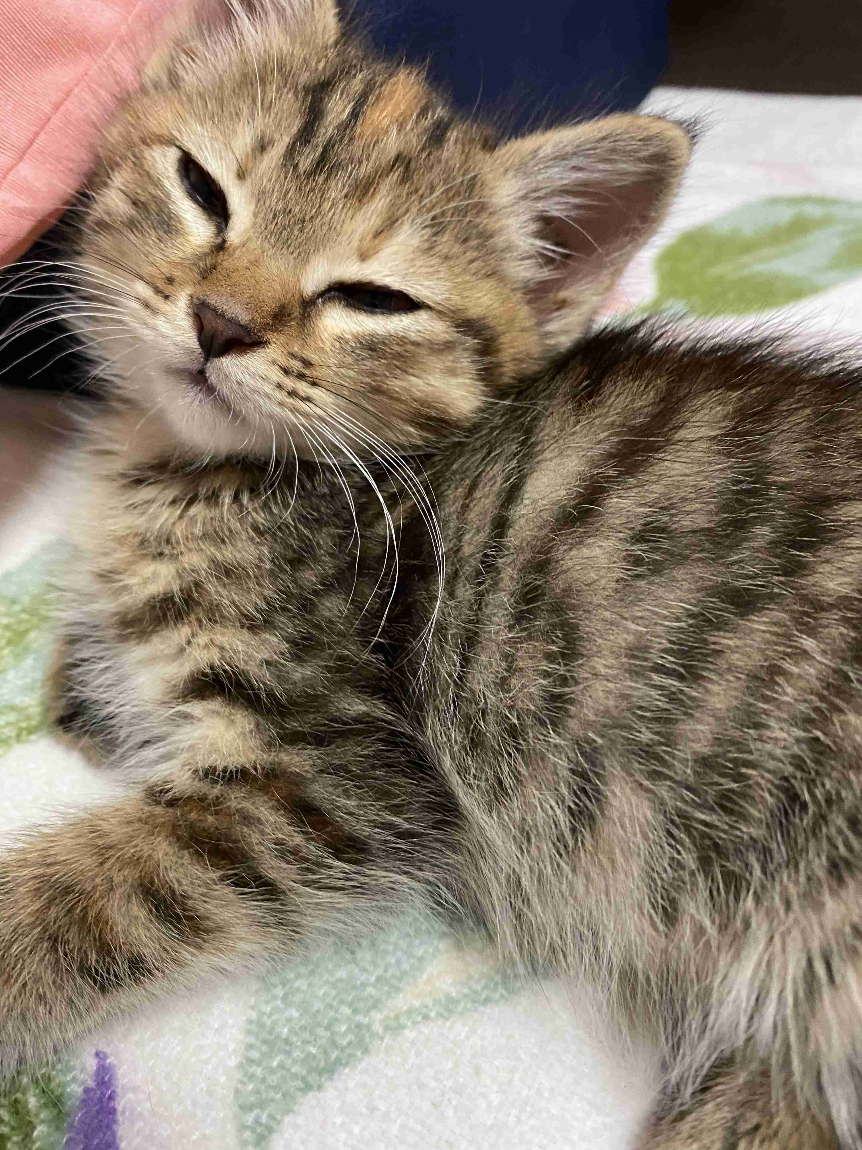 がるちゃん猫カフェ82号店開店しました♪(初めての方も大歓迎♪)