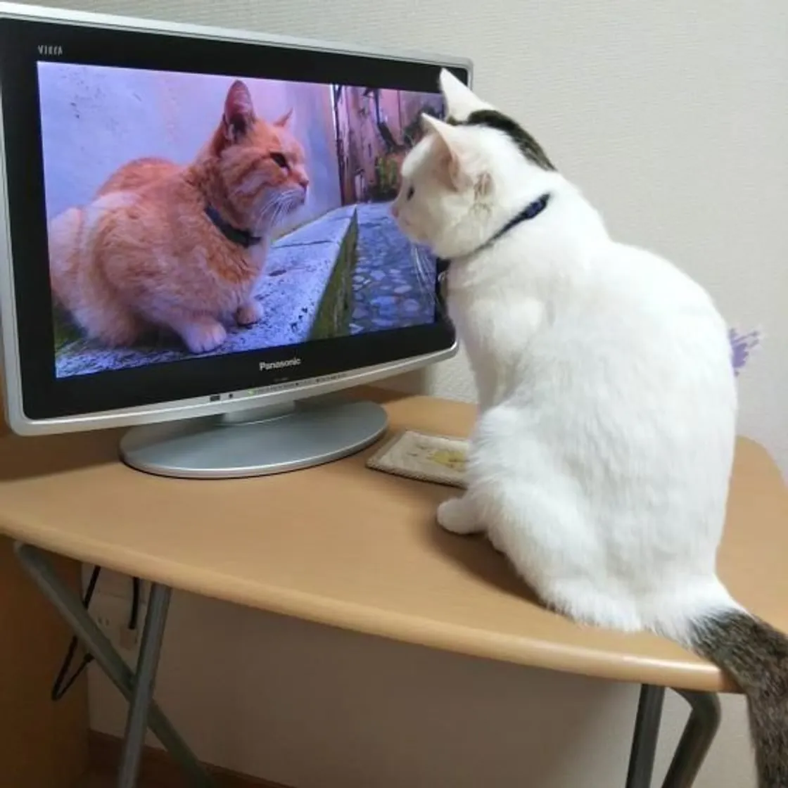 がるちゃん猫カフェ82号店開店しました♪(初めての方も大歓迎♪)