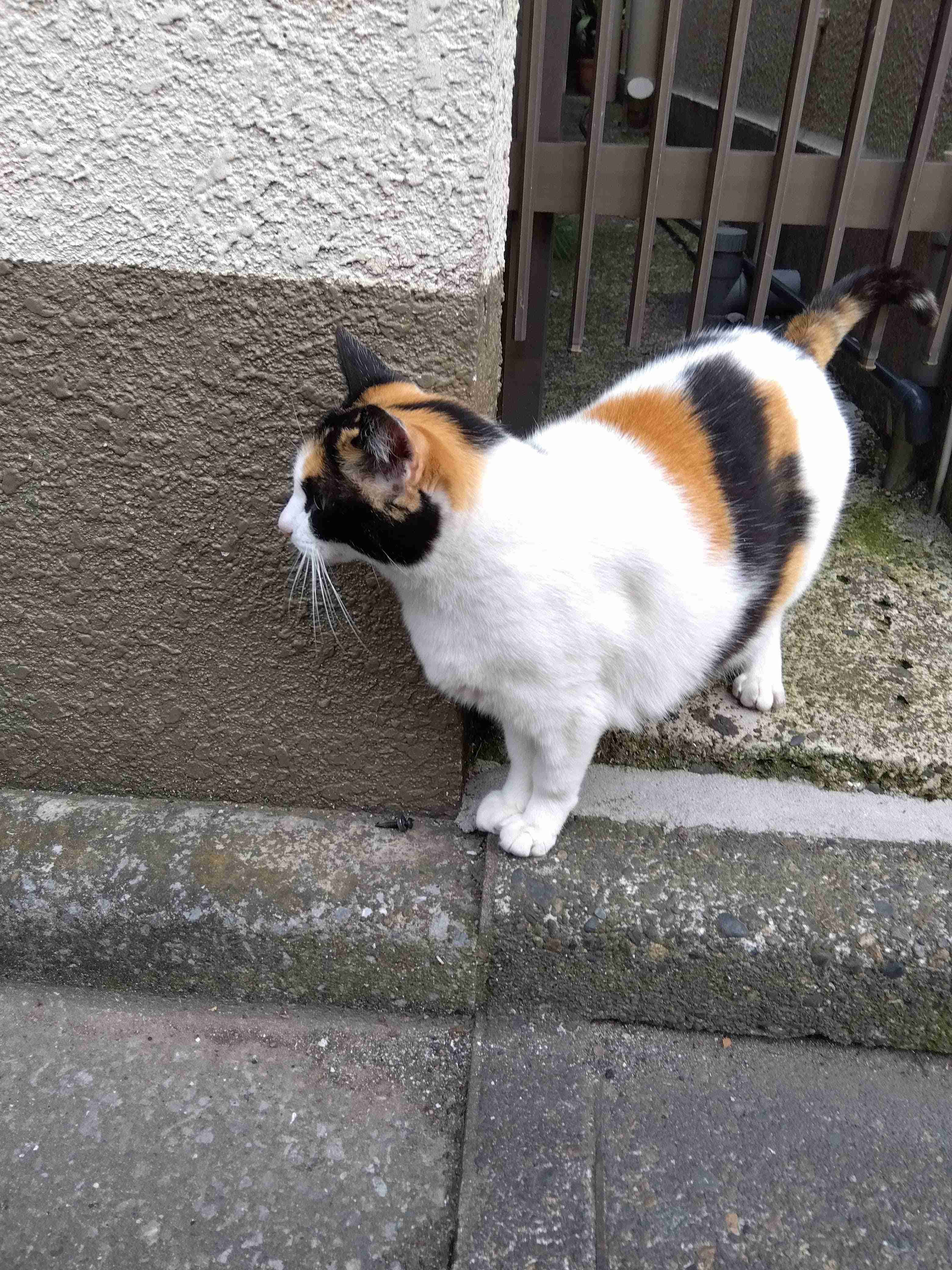 がるちゃん猫カフェ82号店開店しました♪(初めての方も大歓迎♪)