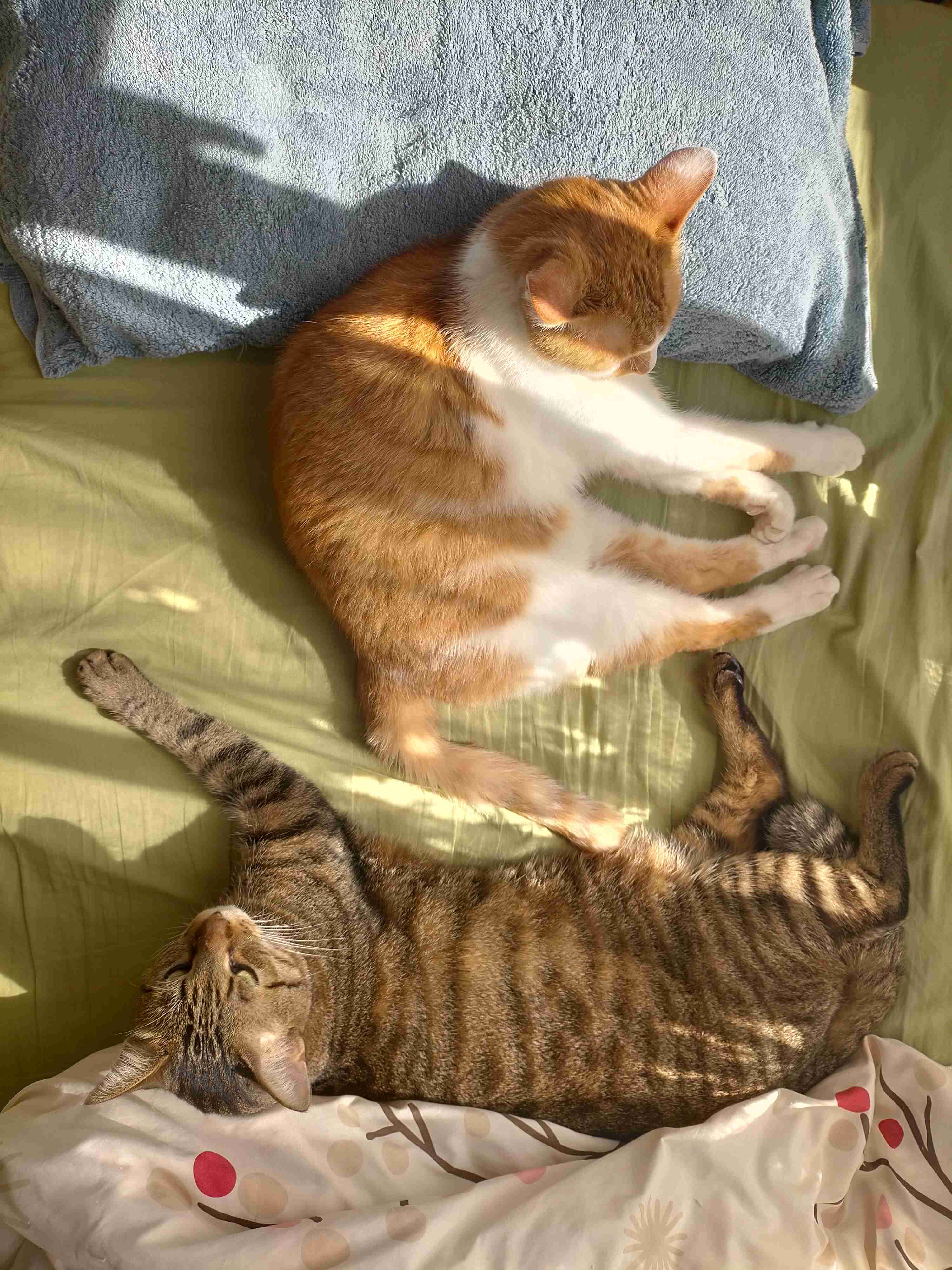 がるちゃん猫カフェ82号店開店しました♪(初めての方も大歓迎♪)
