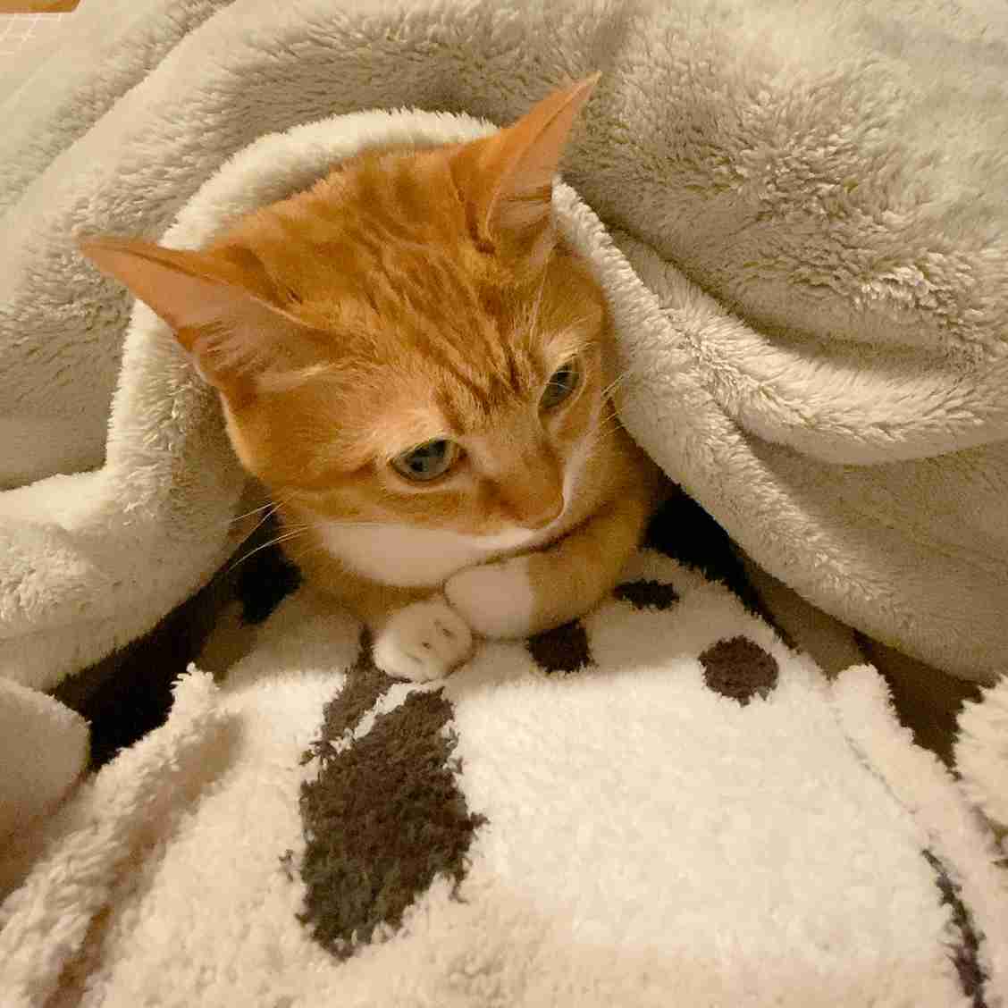 がるちゃん猫カフェ82号店開店しました♪(初めての方も大歓迎♪)