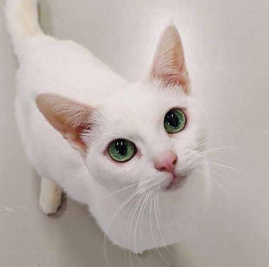 がるちゃん猫カフェ82号店開店しました♪(初めての方も大歓迎♪)