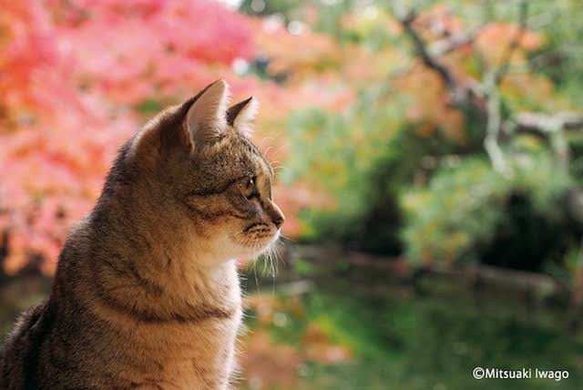 がるちゃん猫カフェ82号店開店しました♪(初めての方も大歓迎♪)