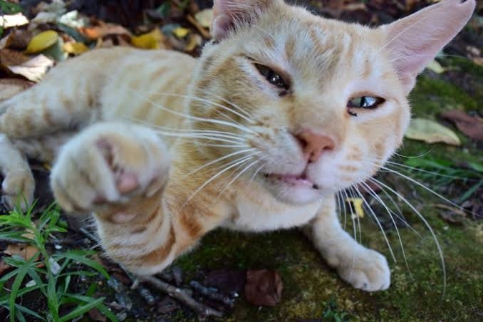がるちゃん猫カフェ82号店開店しました♪(初めての方も大歓迎♪)