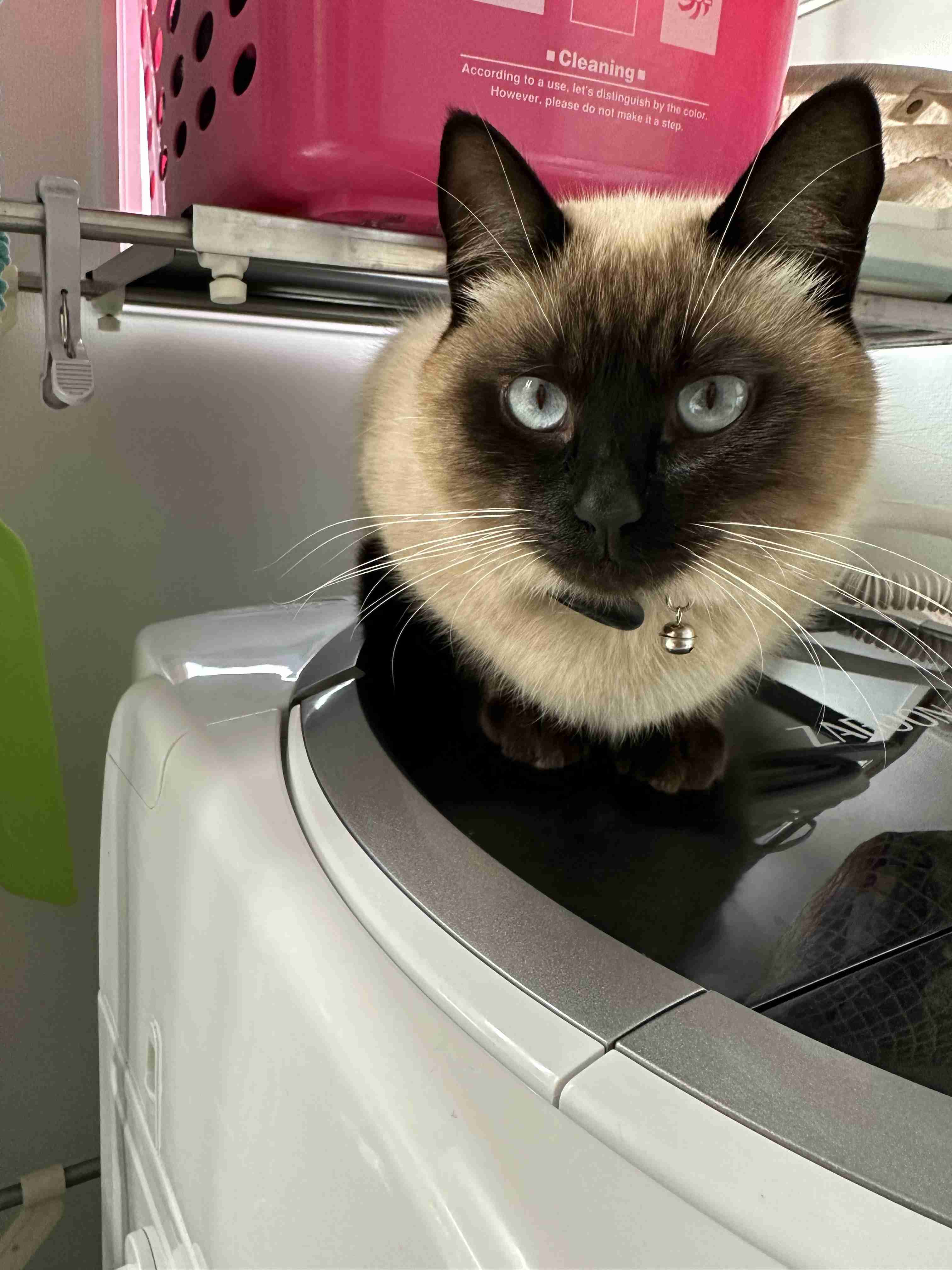 がるちゃん猫カフェ82号店開店しました♪(初めての方も大歓迎♪)