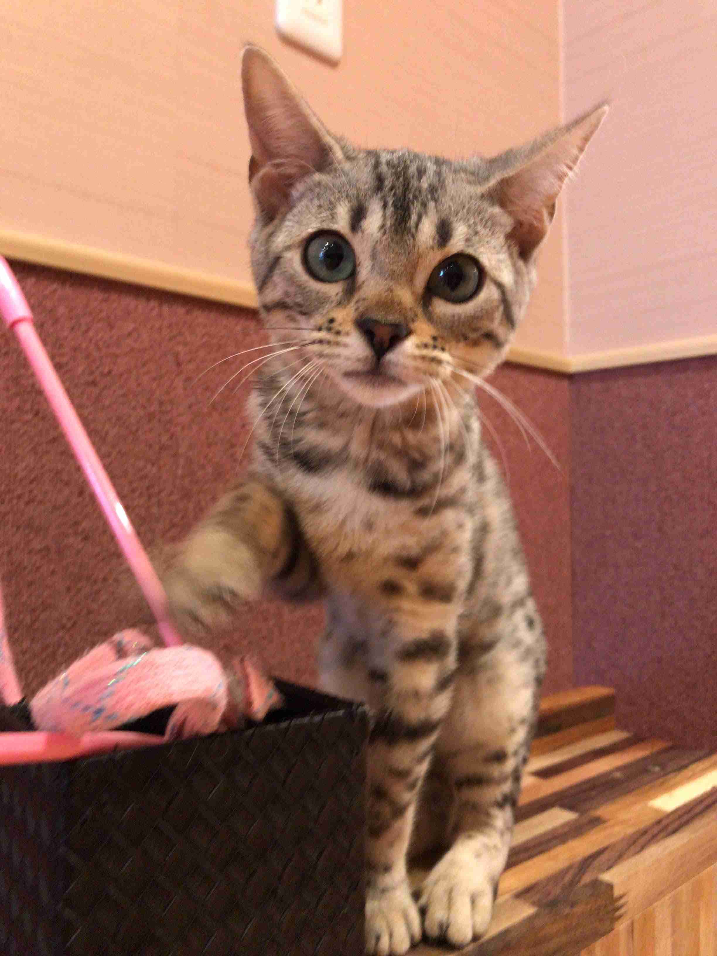 がるちゃん猫カフェ82号店開店しました♪(初めての方も大歓迎♪)