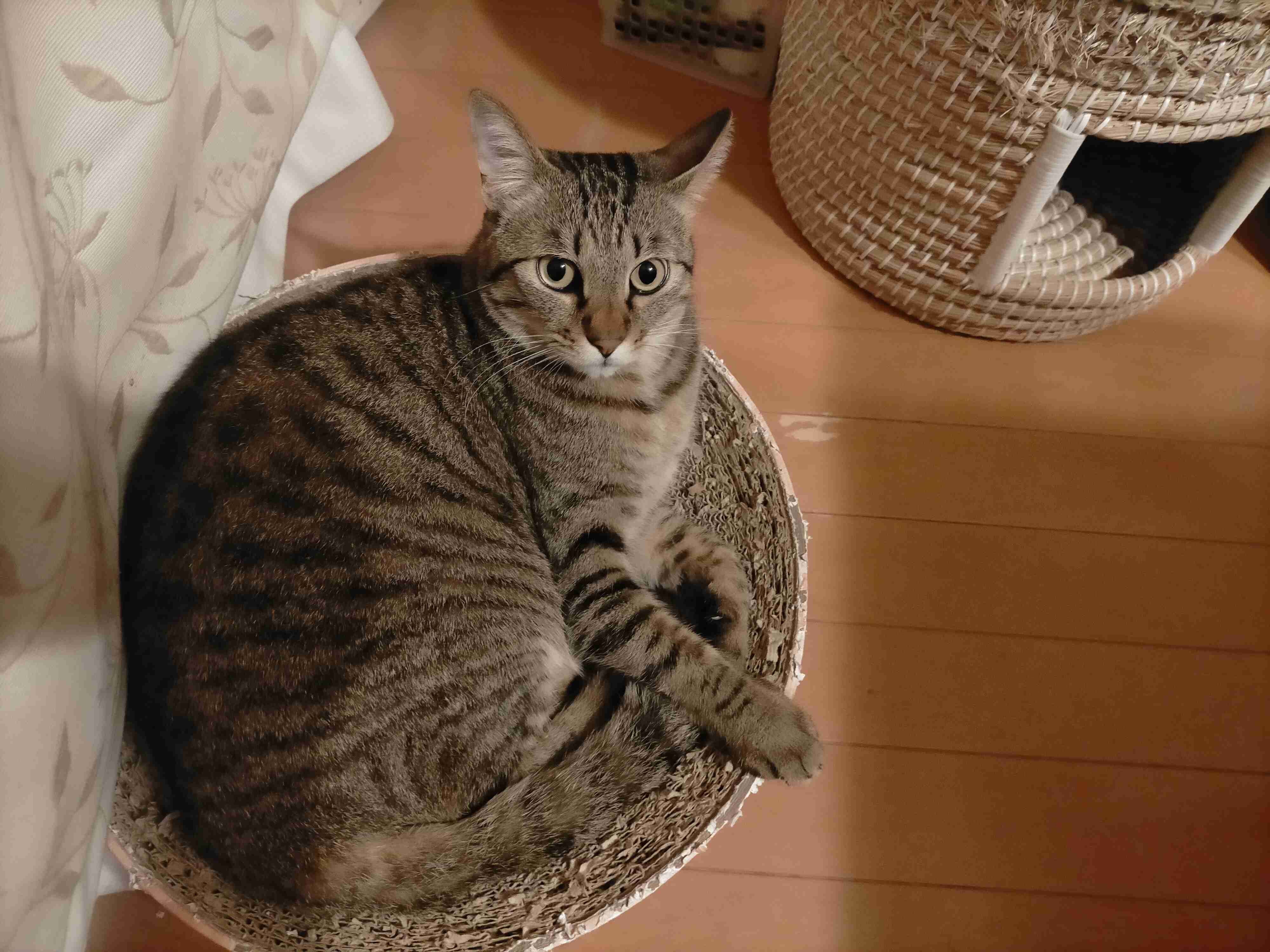 がるちゃん猫カフェ82号店開店しました♪(初めての方も大歓迎♪)