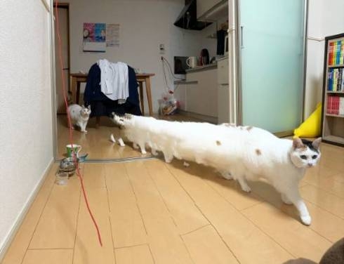がるちゃん猫カフェ82号店開店しました♪(初めての方も大歓迎♪)