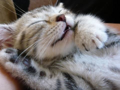 がるちゃん猫カフェ82号店開店しました♪(初めての方も大歓迎♪)