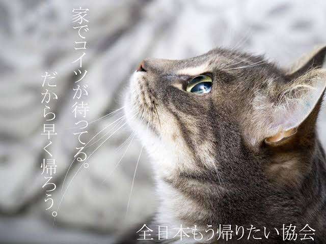 がるちゃん猫カフェ82号店開店しました♪(初めての方も大歓迎♪)