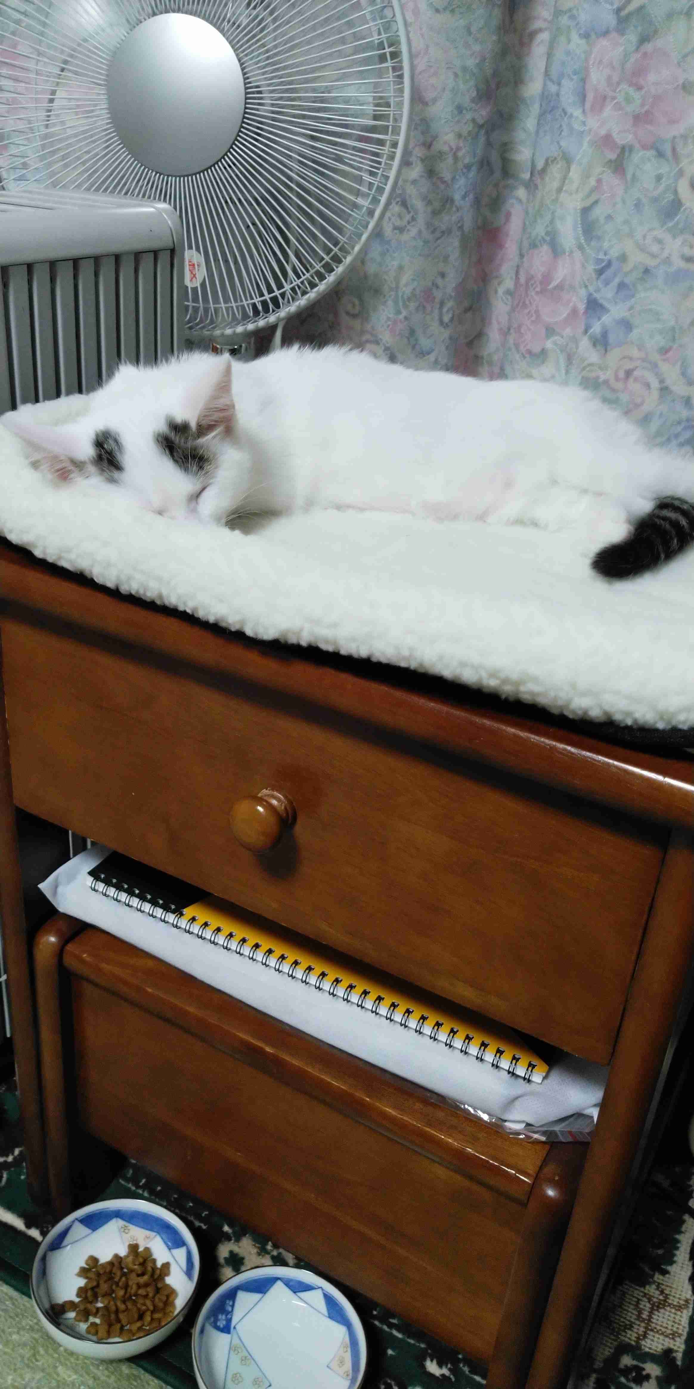 がるちゃん猫カフェ82号店開店しました♪(初めての方も大歓迎♪)