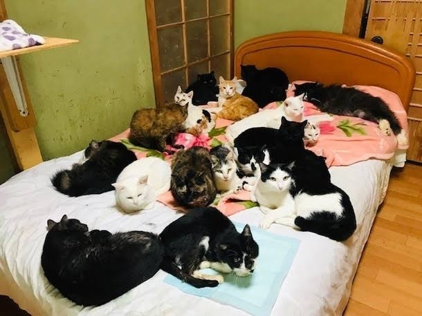 がるちゃん猫カフェ82号店開店しました♪(初めての方も大歓迎♪)