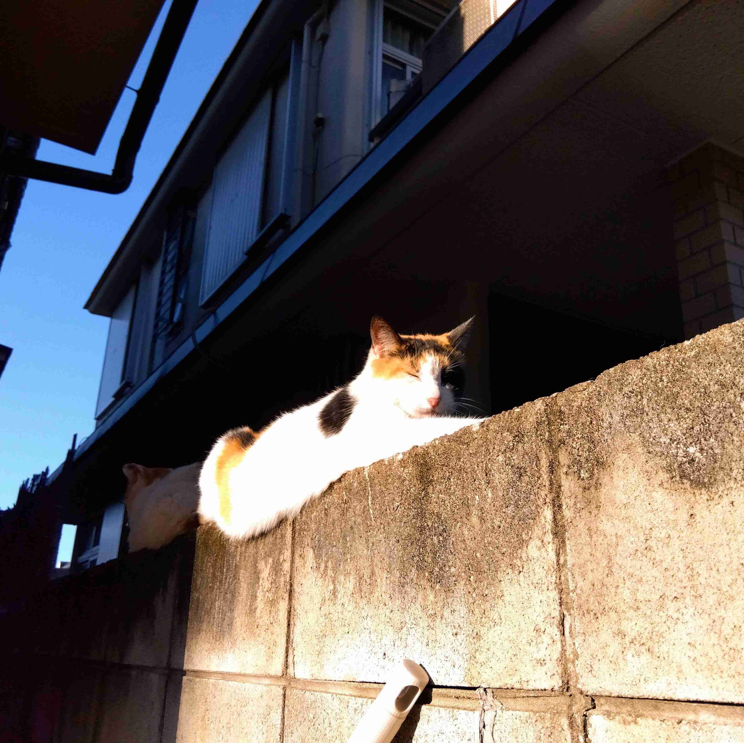 がるちゃん猫カフェ82号店開店しました♪(初めての方も大歓迎♪)