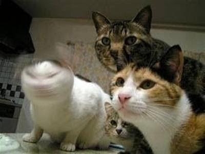 がるちゃん猫カフェ82号店開店しました♪(初めての方も大歓迎♪)