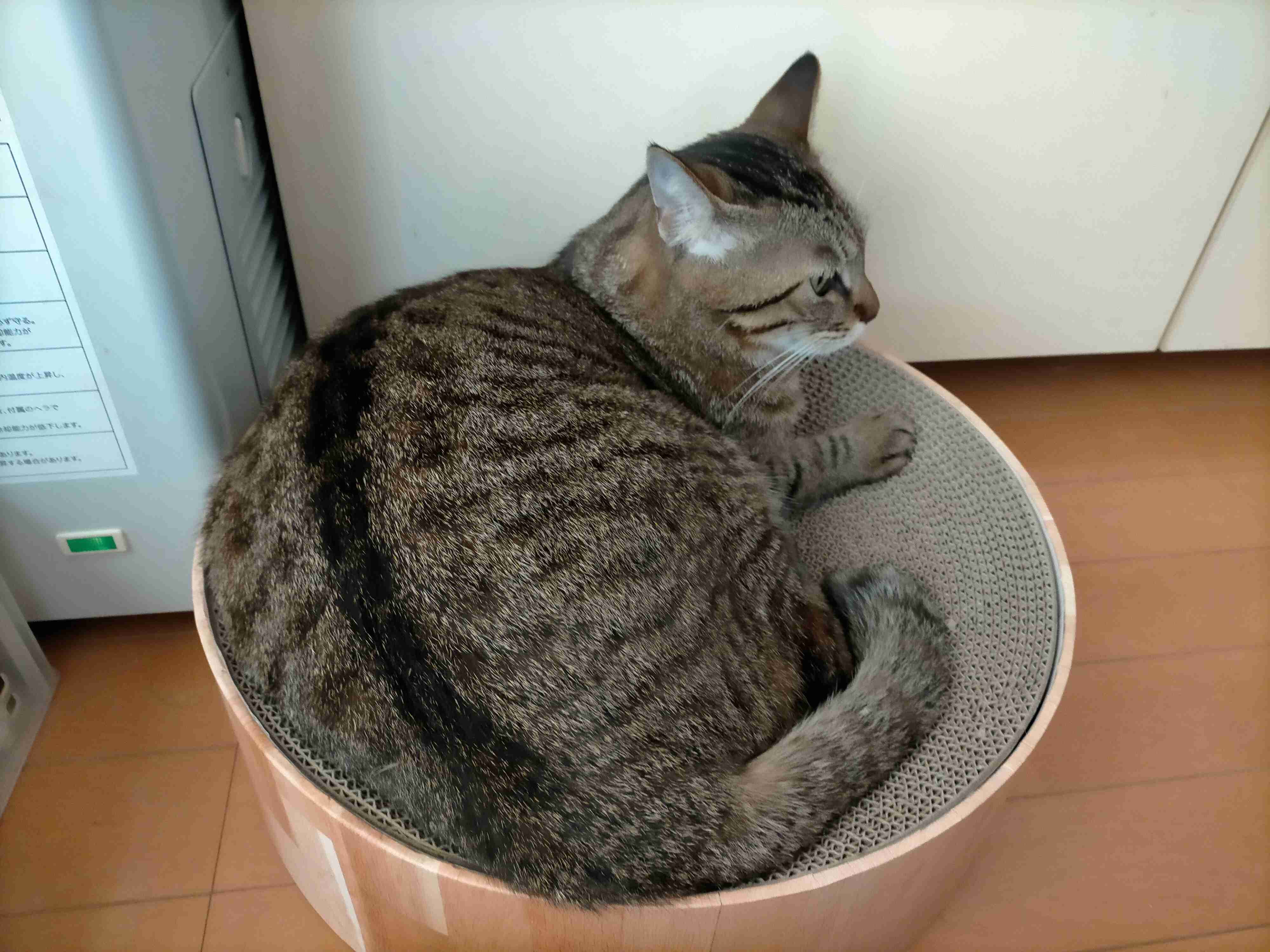 がるちゃん猫カフェ82号店開店しました♪(初めての方も大歓迎♪)