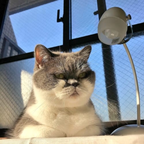 がるちゃん猫カフェ82号店開店しました♪(初めての方も大歓迎♪)