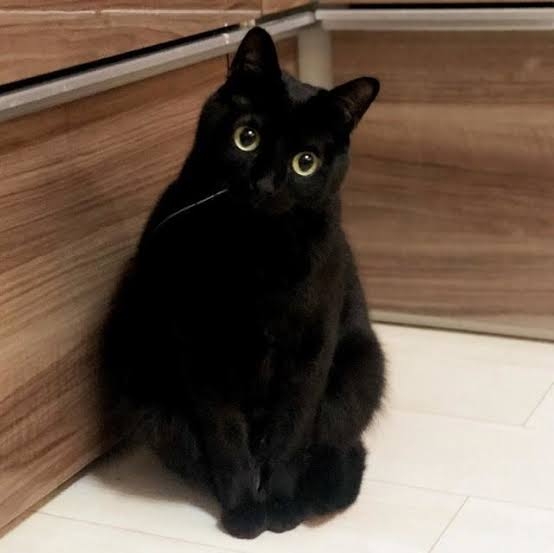 がるちゃん猫カフェ82号店開店しました♪(初めての方も大歓迎♪)