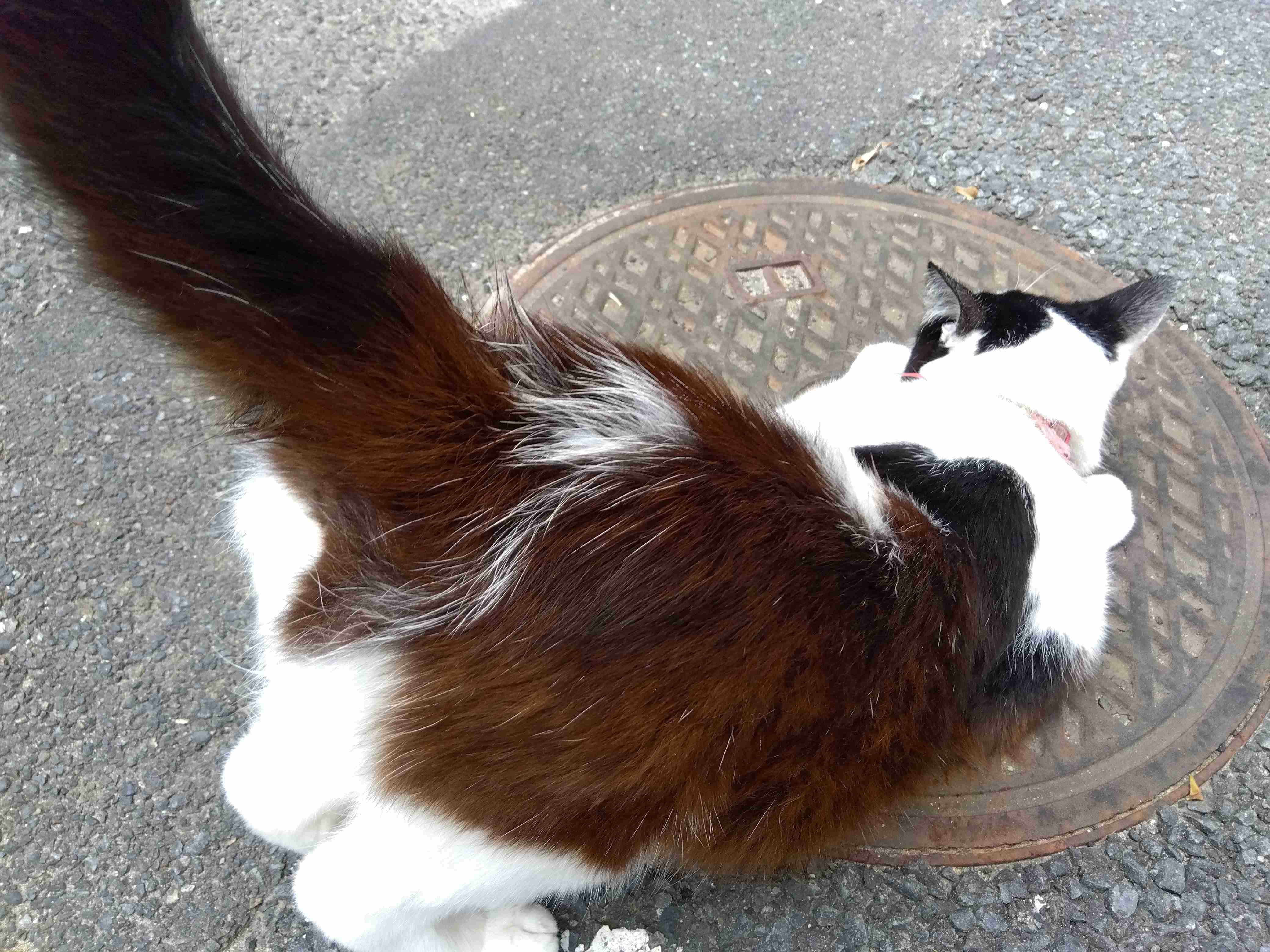 がるちゃん猫カフェ82号店開店しました♪(初めての方も大歓迎♪)
